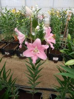 [4216 Companion No21.JPG]